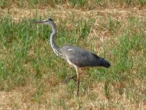 Graureiher (Ardea-cinerea) L. Klasing