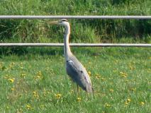 Graureiher (Ardea-cinerea) L. Klasing