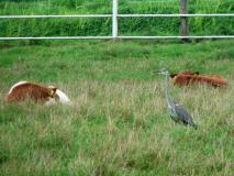 Graureiher (Ardea-cinerea) L. Klasing