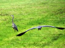 Graureiher (Ardea-cinerea) L. Klasing