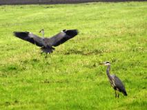 Graureiher (Ardea-cinerea) L. Klasing