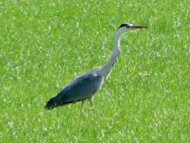 Graureiher (Ardea-cinerea) L. Klasing