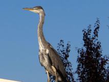 Graureiher (Ardea-cinerea) L. Klasing