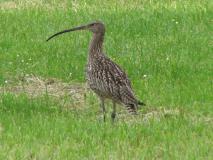 Großer Brachvogel (Numenius arquata) L. Klasing