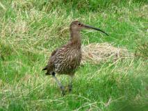 Großer Brachvogel (Numenius arquata) L. Klasing