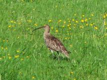 Großer Brachvogel (Numenius arquata) L. Klasing