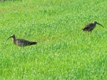 Großer Brachvogel (Numenius arquata) L. Klasing