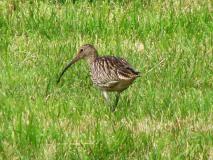 Großer Brachvogel (Numenius arquata) L. Klasing