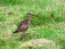 Großer Brachvogel (Numenius arquata) L. Klasing