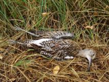 Großer Brachvogel (Numenius arquata) L. Klasing