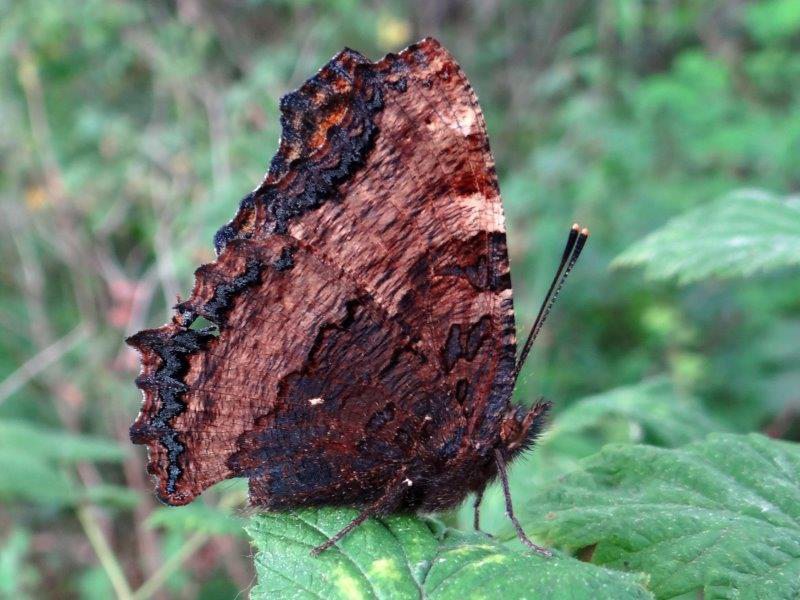 Großer-Fuchs-Nymphalis-polychloros-L.-Klasing