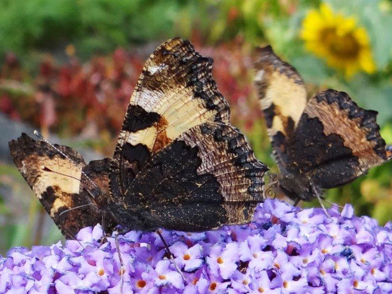 Kleiner-Fuchs-Aglais-urticaea-L.-Klasing