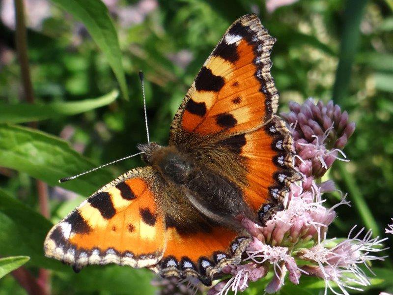 Kleiner-Fuchs-Aglais-urticae-L.-Klasing