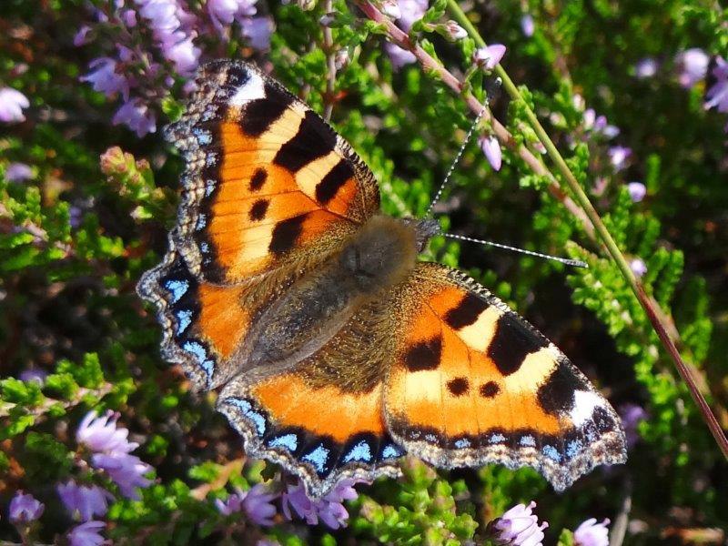 Kleiner-Fuchs-Aglais-urticae-L.-Klsing