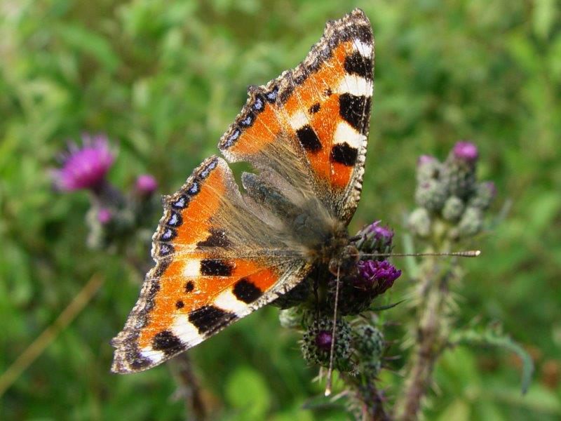 Kleiner-Fuchs-Aglais-urticae-L.-Klasing