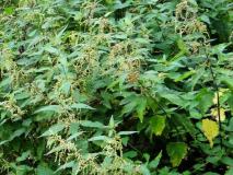 Heilpflanze des Jahres 2022 Große Brennnessel (Urtica dioica) L. Klasing