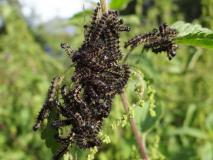 Heilpflanze des Jahres 2022 Große Brennnessel (Urtica dioica) u. Raupe Kleiner Fuchs (Aglais urticae) L. Klasing