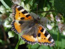 Kleiner Fuchs (Aglais urticae) L. Klasing