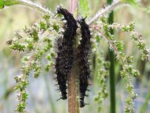 Heilpflanze des Jahres 2022 Große Brennnessel (Urtica dioica) u. Raupe Landkärtchen (Araschnia levana) L. Klasing