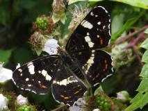 Landkärtchen-Sommergeneration (Araschnia levana) L. Klasing