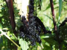 Heilpflanze des Jahres 2022 Große Brennnessel (Urtica dioica) u. Raupe Tagpfauenauge (Inarchis io) L. Klasing