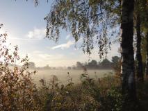 Herbstnebel in den Feuchtwiesen am Lehrpfad im Emsdettener Venn, L. Klasing