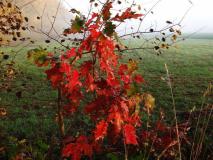 Herbstnebel in den Feuchtwiesen am Lehrpfad im Emsdettener Venn L. Klasing