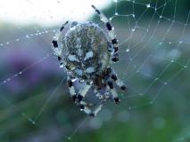 Herbstnebel am Lehrpfad im Emsdettener Venn,  Vierfleckspinne (Araneus quadratus) L. Klasing