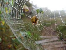 Herbstnebel am Lehrpfad im Emsdettener Venn, Marmorierte Kreuzspinne (Araneus marmoreus) L. Klasing