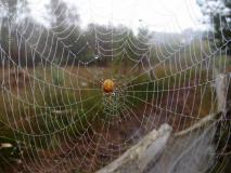 Herbstnebel am Lehrpfad im Emsdettener Venn, Marmorierte Kreuzspinne (Araneus marmoreus) L. Klasing