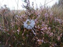 Herbstnebel am Lehrpfad im Emsdettener Venn, Wespenspinne (Argiope bruennich) L. Klasing