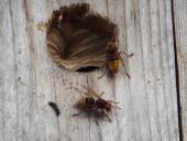 005-Im-Vogelkasten-am-Parkplatz-Turmweg-Hornissen-07.08.2017-L.-Klasing-
