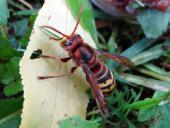 008-Hornisse-Vespa-crapro-L.-Klasing-