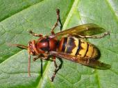 012-Hornisse-Vespa-crapro-L.-Klasing