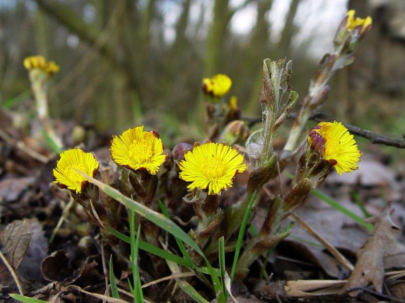 001-Huflattich-Tussilago-farfara-L.-Klasing-3