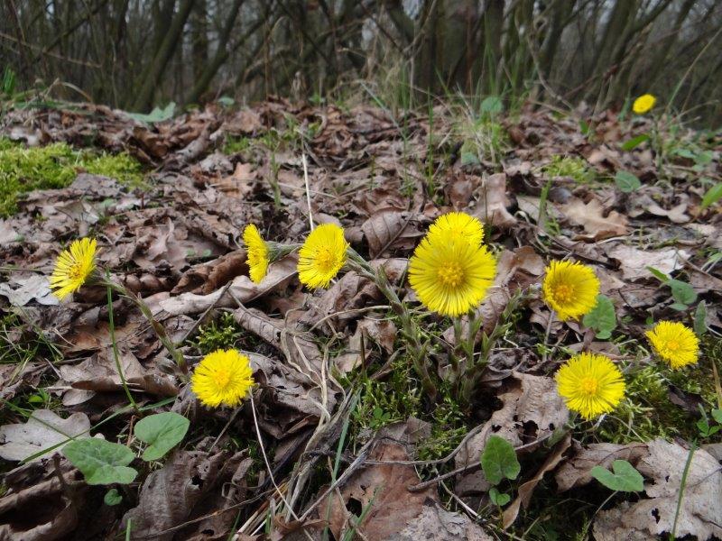 004-Huflattich-Tussilago-farfara-L.-Klasing