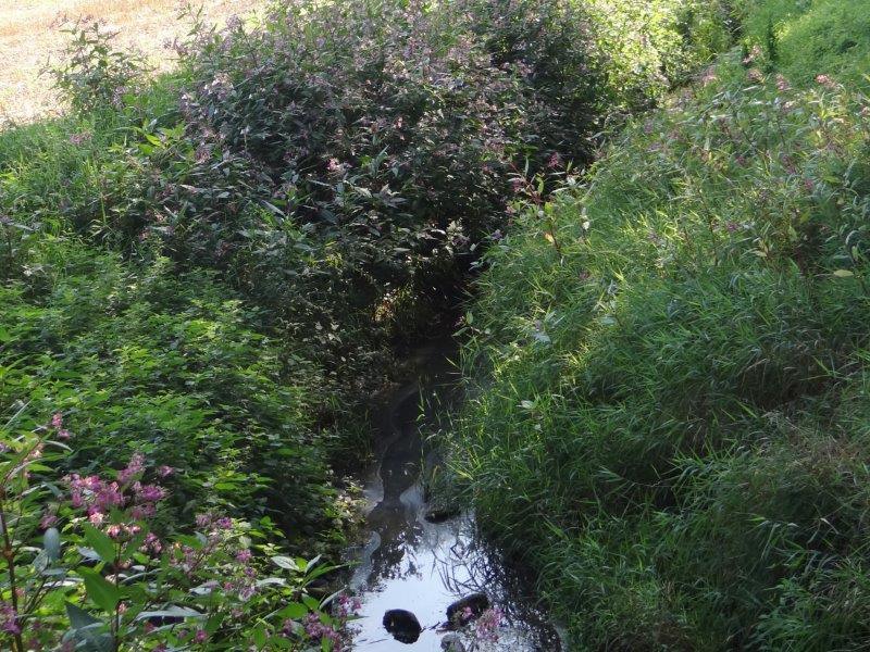 Hummertsbach: Westumer Landstr. am Regenwasser-Rückhaltebecken-L. Klasing