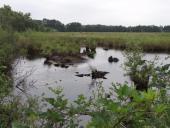 003-Alter-Torfstich-am-Turmweg-L.-Klasing-