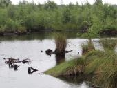 004-Alter-Torfstich-am-Turmweg-L.-Klasing-