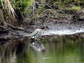 005-Alter-Torfstich-am-Turmweg-Krickente-Anas-crecca-L.-Klasing-