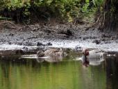 006-Alter-Torfstich-am-Turmweg-Krickente-Anas-crecca-L.-Klasing