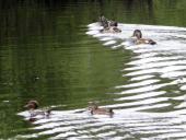 008-Alter-Torfstich-am-Lehrpfad-L.-Klasing-