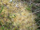 012-Torfmoos-schützt-sich-vor-Sonne-u.-wird-hell.-L.-Klasing-