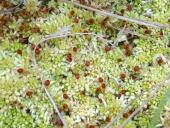 013-Torfmoos-mit-Sporenkapsel.-L.-Klasing-2