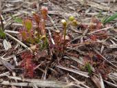 014-Mittlerer-Sonnentau-überlebt-trotz-der-Trockenheit-am-Lehrpfad.-L.-Klasing-