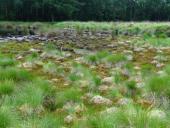 015-Alter-Torfstich-am-Lehrpfaddamm-L.-Klasing-