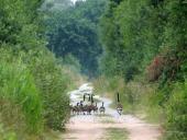 016-Am-Turmweg-Kanadagänse-gehen-spazieren-L.-Klasing-