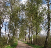 Hindenburgdamm im Frühling-L. Klasing