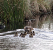 Stockente-Anas-platyrhynchos-L. Klasing