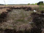 Scheidiges-Wollgras(Eriophorum-vaginatum)-L.-Klasing